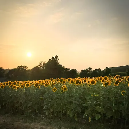 Maison Appelles - Vineyard