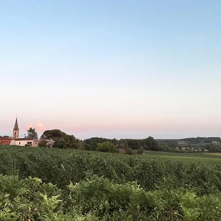 Maison Appelles - Vineyard *