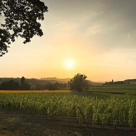 Maison Appelles - Vineyard